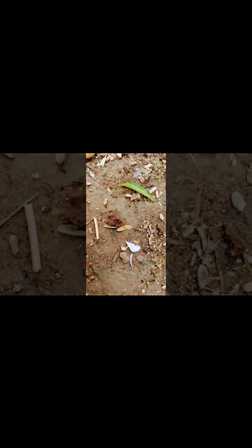 ants #shorts #viral