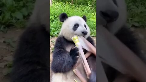 Adorable panda eating bamboo shoots..🐼🎍😍 #Shorts