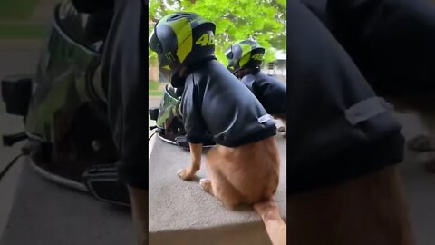 Chihuahuas são uma raça diferente 🐕