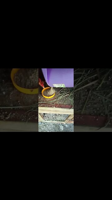 Good Morning Forest and chicks, chicks are 5 days old now