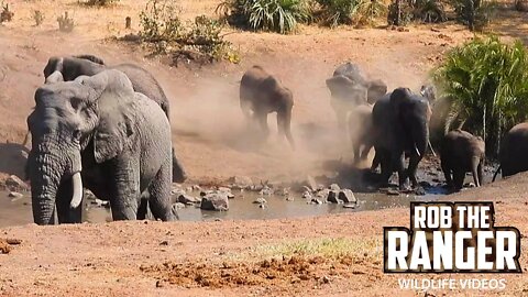 Elephant Herd At the Water | Kruger National Park