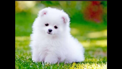 Cute baby 🐶
