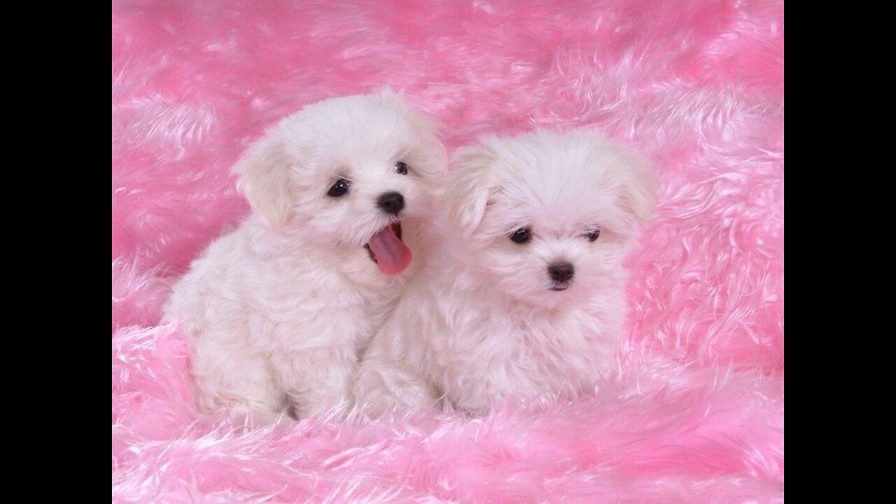 Funniest Animals - Best Of The 2022 Funny Animal Videos
