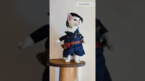 cute cat videos 😹 funny videos 😂 460 😻