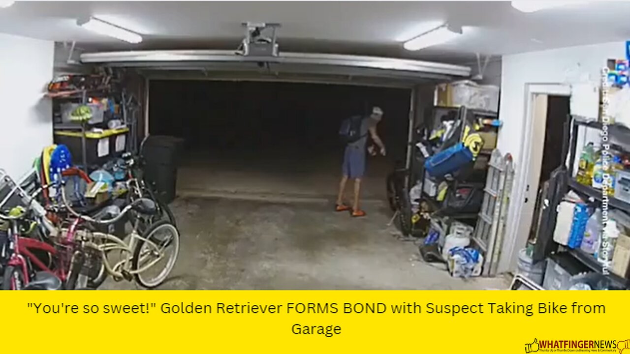 "You're so sweet!" Golden Retriever FORMS BOND with Suspect Taking Bike from Garage