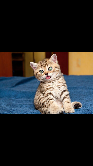 Most Funniest Animals - Best Cats😹 & Dogs🐶 Videos of 2023 Compilation! #16