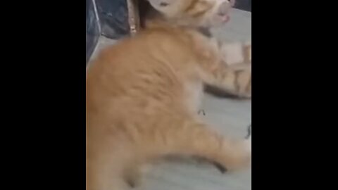 Hungry street kitten gets milk for first time