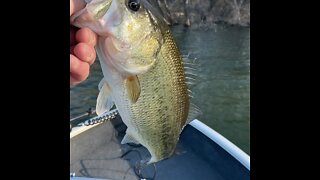 Idaho large mouth