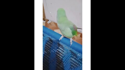 cute lovely parrot