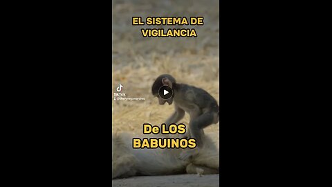 EL SISTEMA DE VIGILANCIA DE LOS BABUINOS TIENE POCOS FALLOS.