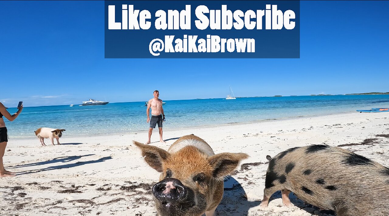 Lady Gets ATTACKED By WILD PIGS!!!(Bahamas)