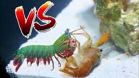 Crawfish vs Giant Mantis Shrimp! _EPIC BATTLE ROYALE_