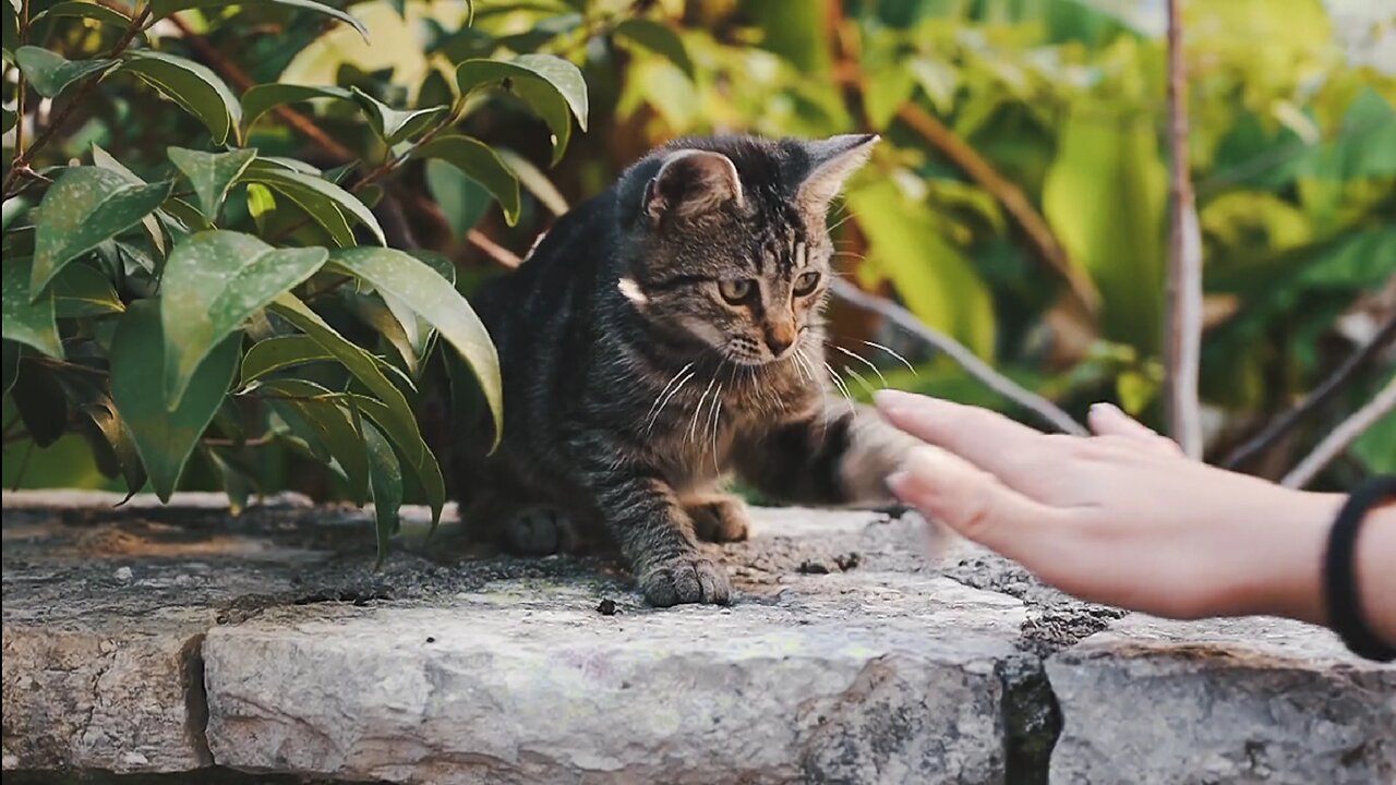 Person Playing with Cat