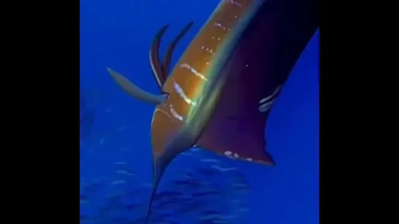 Fishing Beautiful Sailfish in Miami Deep Sea