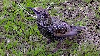 IECV NV #472 - 👀 European Starlings And House Sparrows Eating Bread Scraps 🐤🐤10-8-2017