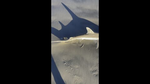 Bonnet head shark