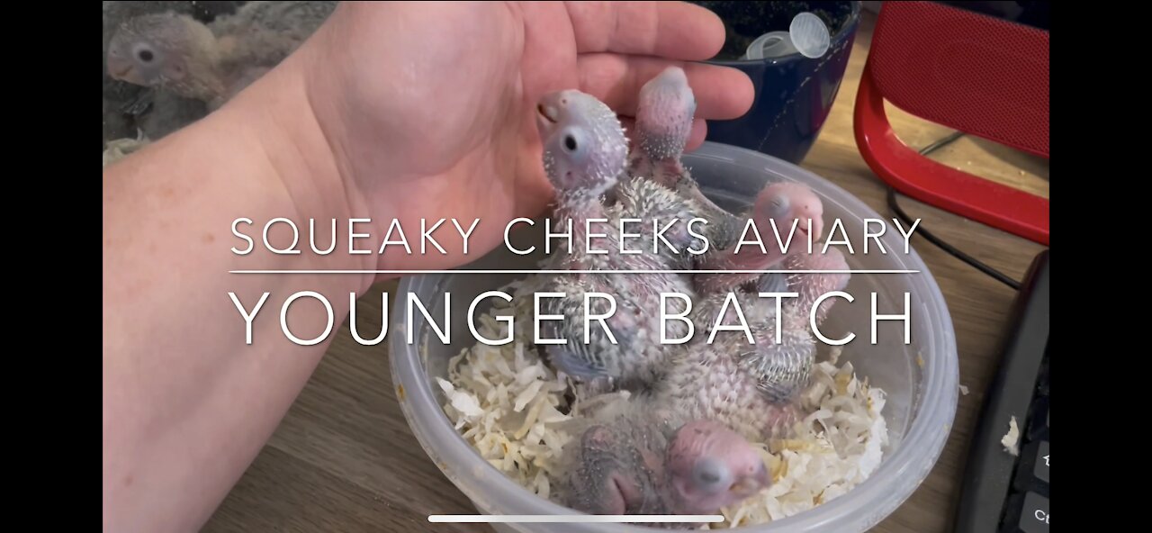 Green Cheek Conure Babies Younger Batch