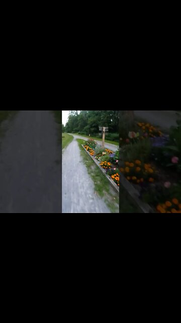 scofflaw cyclist on a motor vehicle terrorizes local deer population