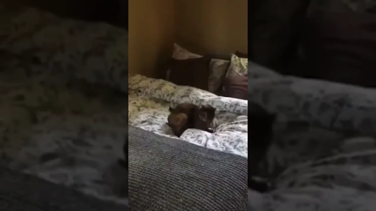 cat and dog so funny 🤣🤣 😂😂😂😂😂😂😂#shorts #funny