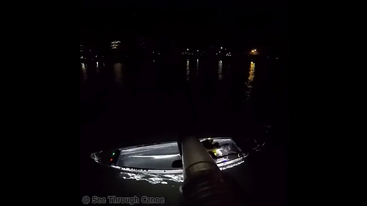 Kayaking at Night in Tampa Bay, Dolphins Passing By