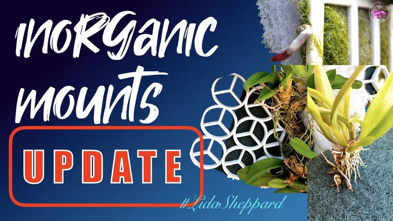 Inorganic Mounts | Update Spring 2022 | Rescue Orchids 🆘 | Zombies 🧟‍♀️ | Winter Victims 🥶🍂