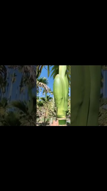 #shorts #2022 funny,prank,funjokes,dad jokes,funny memes,funny video,fun,laughing,funny animal,knock