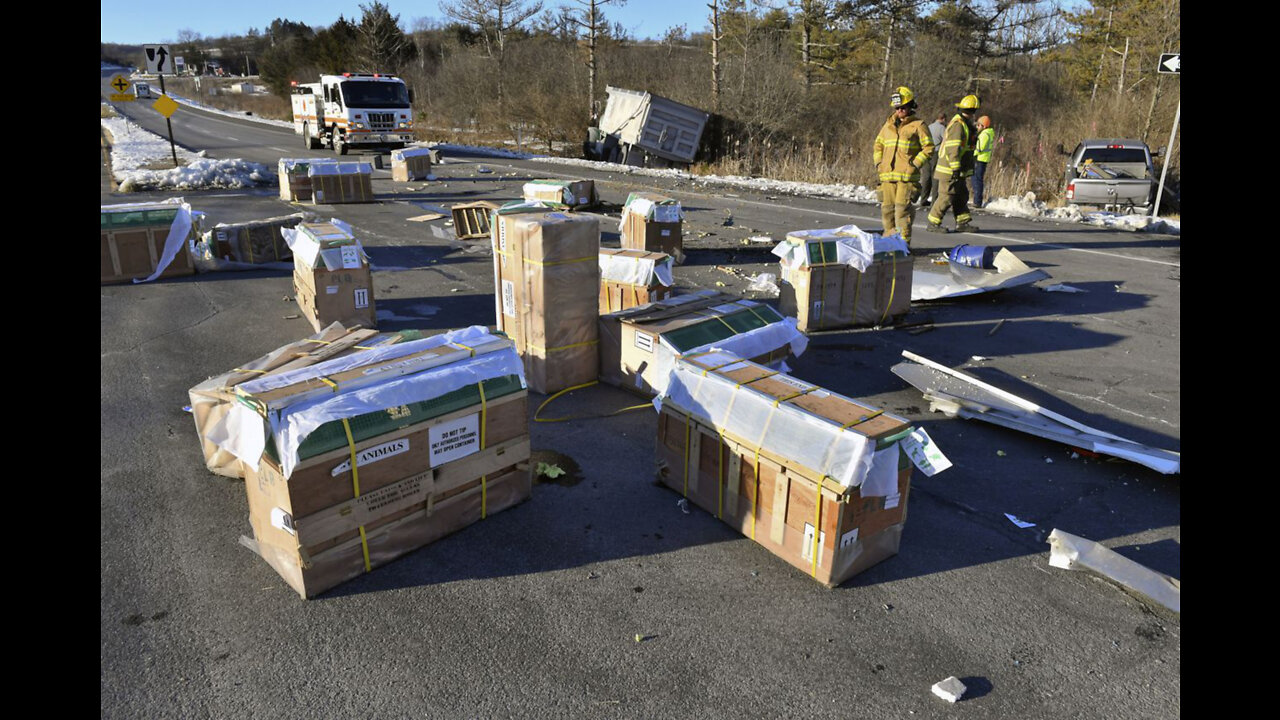 Heads-Up! Lab Monkey Missing After Truck Crashes in PA, CDC Involved in Search