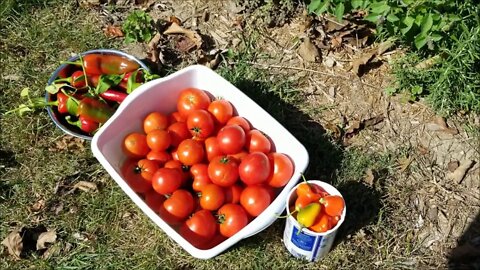 Our garden won't give up, update!