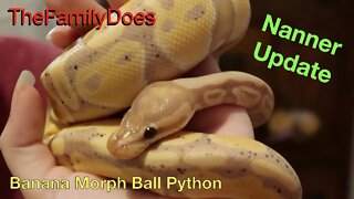 Update on Nanner the Banana Morph Ball Python Snake