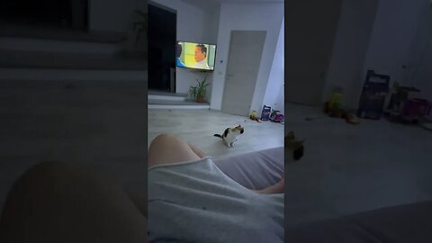 Katzen 🐈 spielen.😳😳