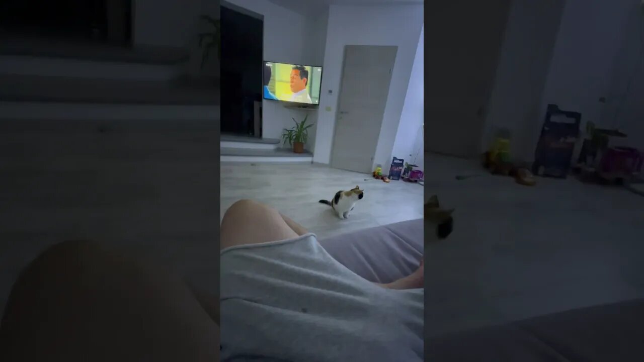 Katzen 🐈 spielen.😳😳