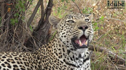 Two Leopards And A Hyena With An Impala Meal