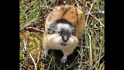 Lemming - Documentary