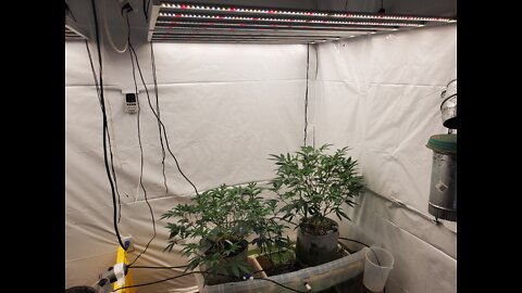 Veg Room Updare Sherbert Shortcake and Northern Lights