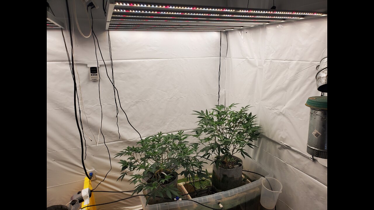 Veg Room Updare Sherbert Shortcake and Northern Lights