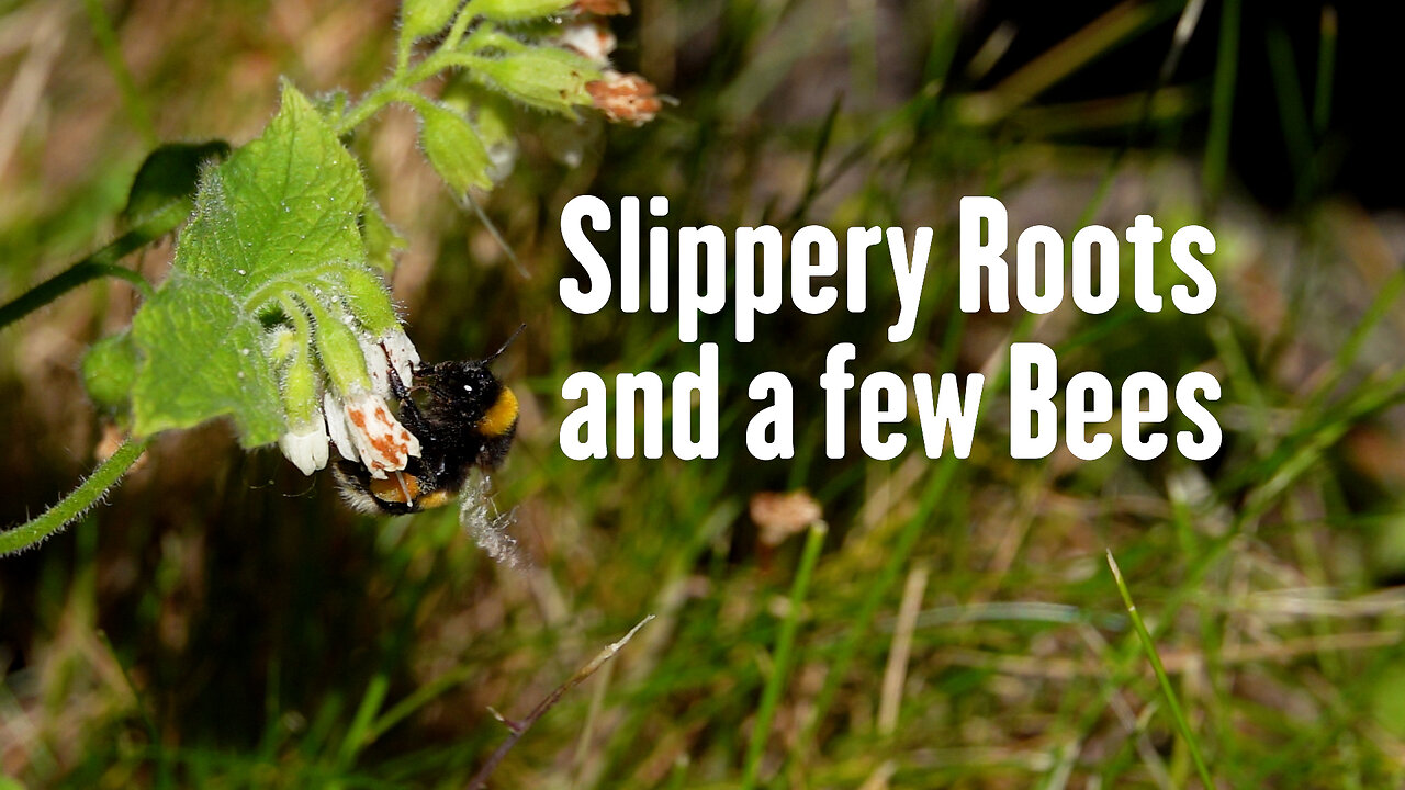 Slippery Root plants and some slow motion bees