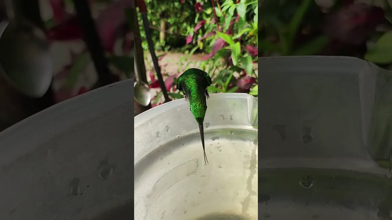 Empress Brilliant Hummingbird Shows Off Bifurcated Tongue