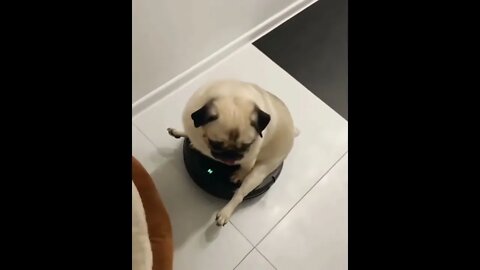 pug goes for ride on robot vacuum cleaner 🐶🐾😂😂😂