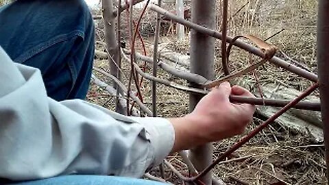 Making wattle fence