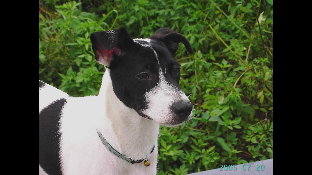 05_0720牛阿花(口哨與小狗)