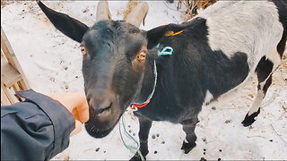 Using Goats to Create a Lasagne Garden