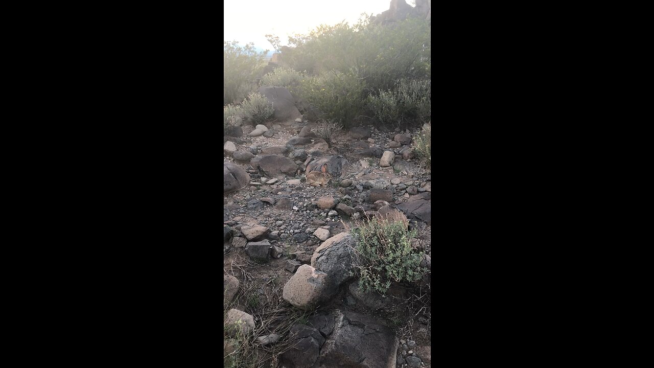 Petroglyph Trail