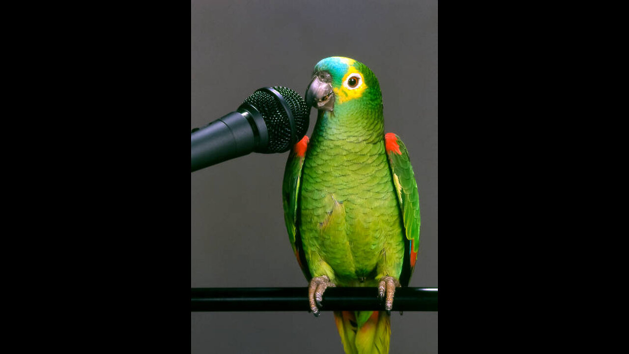 Funny Parrot