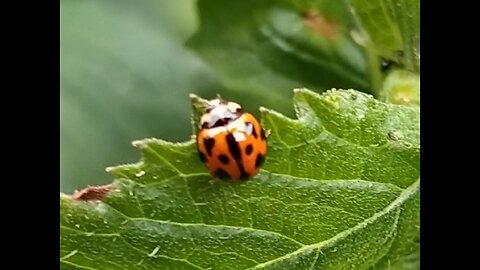 Ladybugs on a leaf