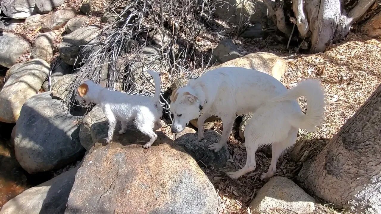 Ares and Fergus a Germanees ( Pyrenees German Shepherd) explore the creek