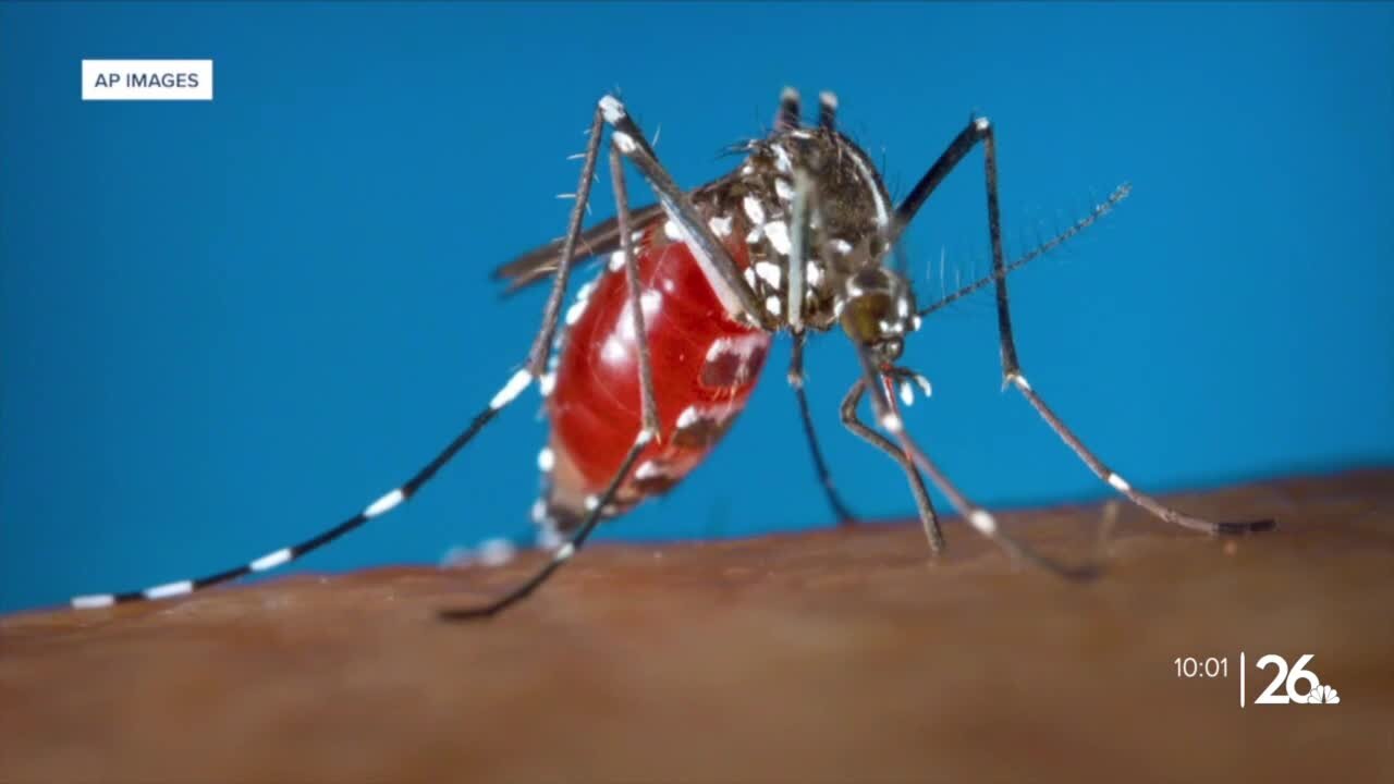 Disease-carrying 'Asian Tiger Mosquito' is new to Wisconsin. Here's what you need to know.