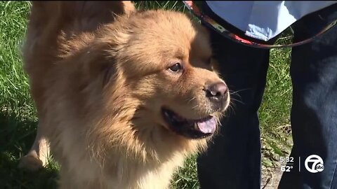 Dog missing more than 30 days rescued from abandoned building in Detroit