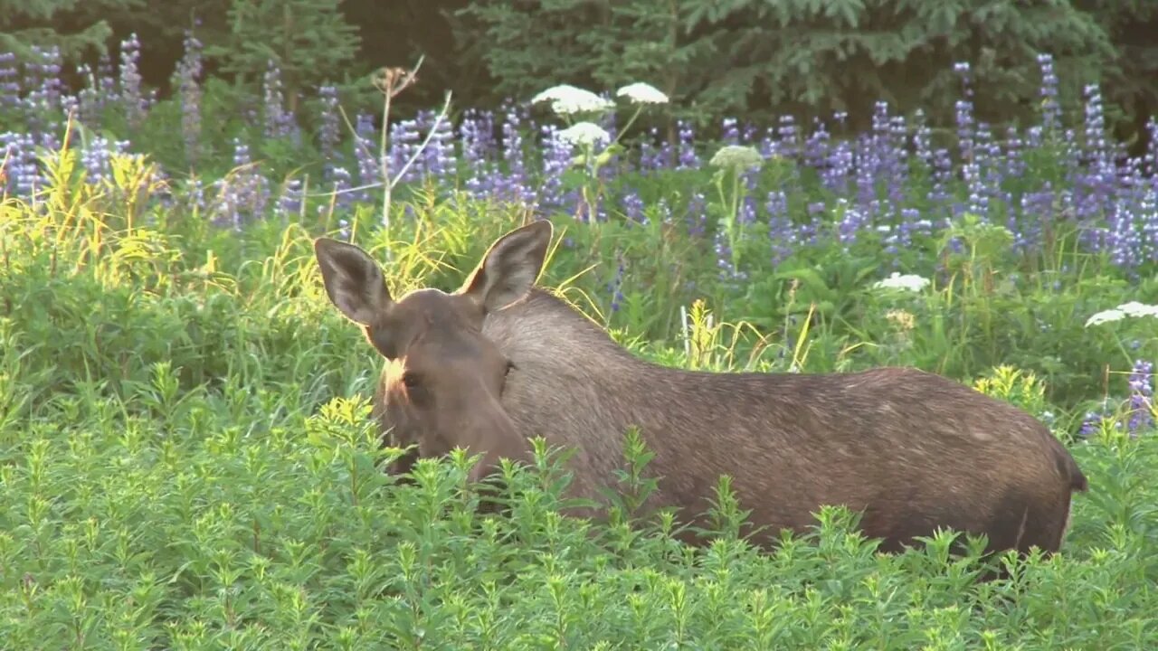 Moose Munches in Grass Alone