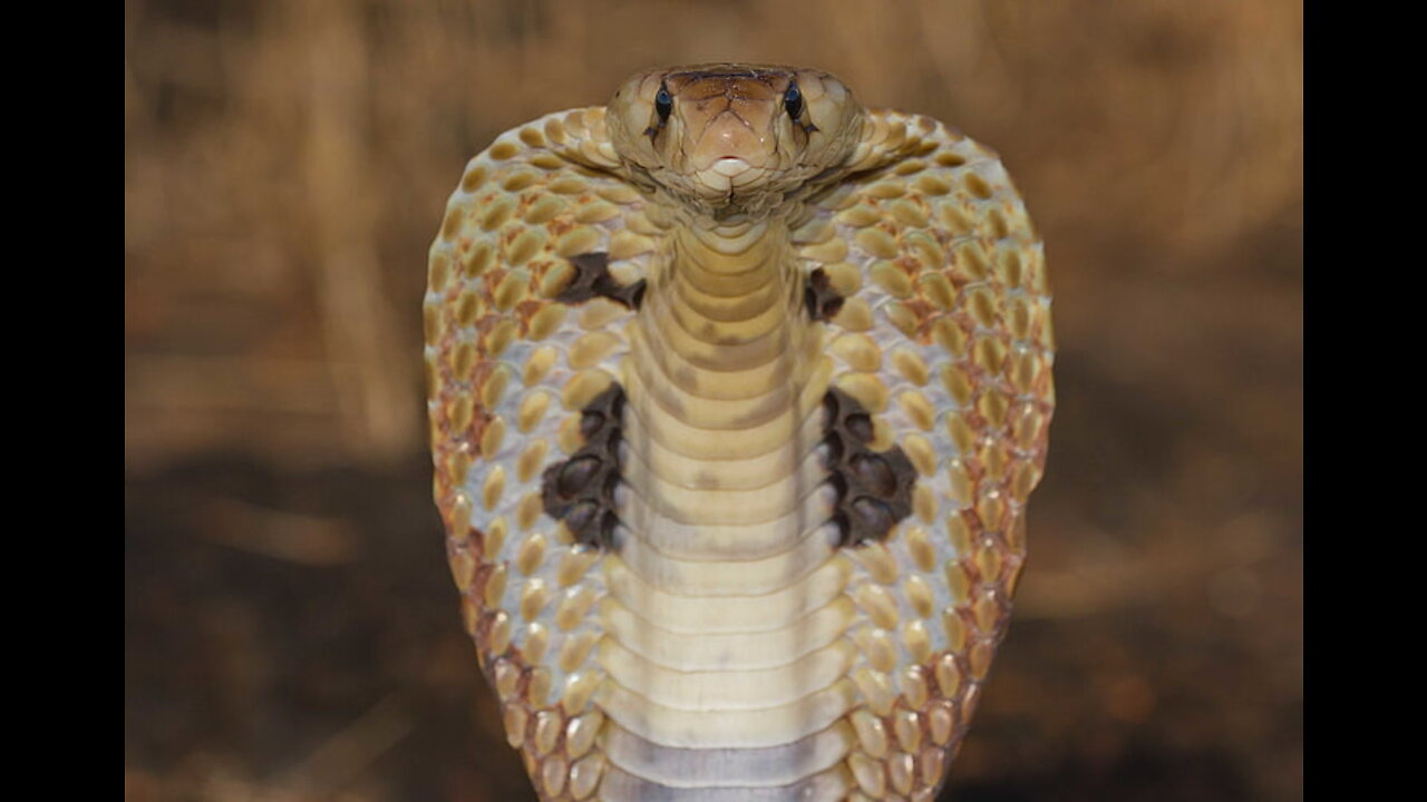 Interview w/ Dr. Bryan Ardis, Exposing The Serpent of CV-19 (Covid 19 Actual Snake Venom??)