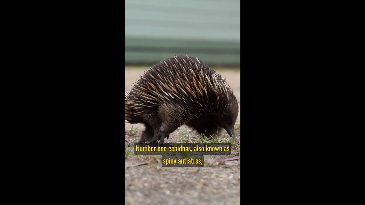 Echidnas: Amazing Egg-layers & Spiky Defenders!